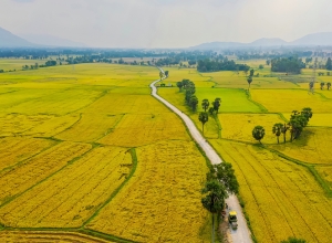 Đất nông nghiệp của hộ gia đình, cá nhân khi Nhà nước thu hồi sẽ được bồi thường như thế nào theo Luật Đất đai 2024?