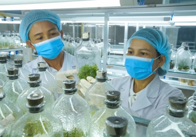 Đề xuất miễn thuế thu nhập thu hút người tài ở nước ngoài